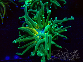 WYSIWYG Euphyllia glabrescens Tiger (Mariculture acclimaté sous LED) 8H3