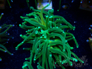 WYSIWYG Euphyllia glabrescens Tiger (Mariculture acclimaté sous LED) 8H1