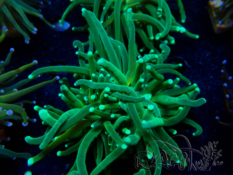 WYSIWYG Euphyllia glabrescens Tiger (Mariculture acclimaté sous LED) 8H2