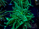 WYSIWYG Euphyllia glabrescens Tiger (Mariculture acclimated under LED) 8H2