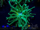 WYSIWYG Euphyllia glabrescens Tiger (Mariculture acclimaté sous LED) 8H3