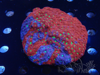 WYSIWYG - Favites pentagona XXL (10 cm)