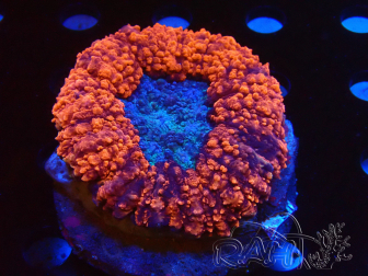 WYSIWYG - Lobophyllia (10 cm)