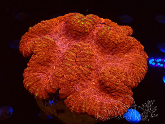 WYSIWYG Lobophyllia sp 16 (Skeleton 6 cm)