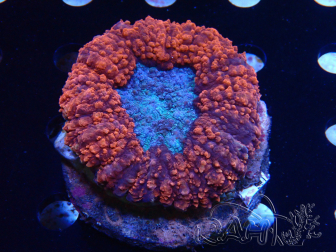 WYSIWYG - Lobophyllia (10 cm)