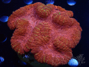 WYSIWYG Lobophyllia sp 16 (Skeleton 6 cm)