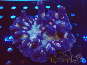 WYSIWYG - Pectinia XL (15 cm)