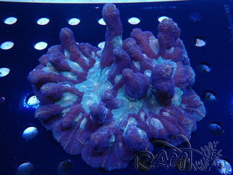 WYSIWYG - Pectinia XL (15 cm)