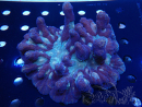 WYSIWYG - Pectinia XL (15 cm)