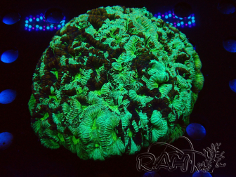 WYSIWYG - Favia sp XL (12 cm)