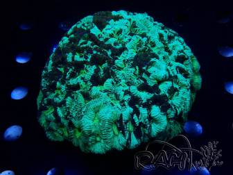WYSIWYG - Favia sp XL (12 cm)