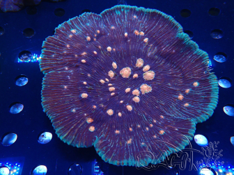 WYSIWYG - Echinophyllia sp (cf echinoporoides) XL 16 cm)