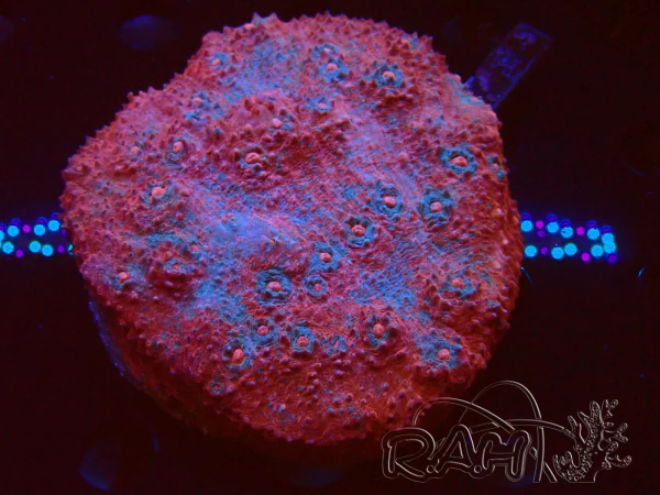WYSIWYG - Echinophyllia sp XL (8.5 cm)