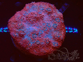 WYSIWYG - Echinophyllia sp XL (8.5 cm)