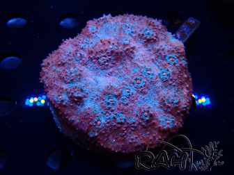 WYSIWYG - Echinophyllia sp XL (8.5 cm)