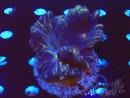 WYSIWYG - Pectinia L (6.5 cm)