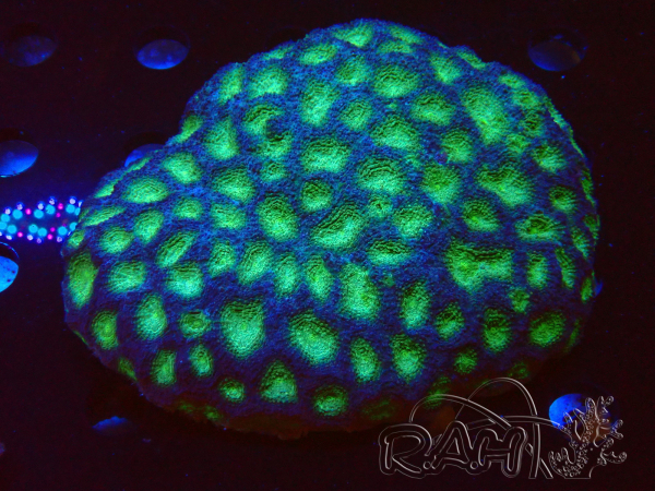 WYSIWYG - Acanthastrea echinata XXL (11 cm)