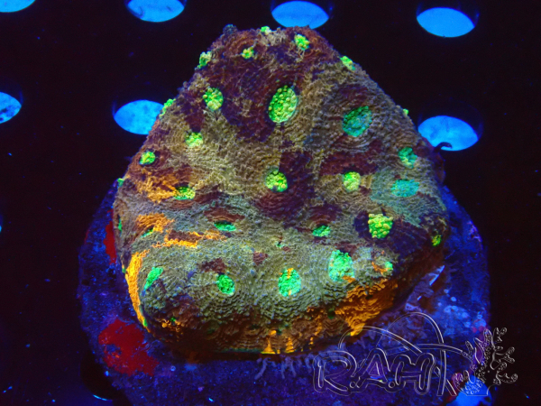 WYSIWYG - Acanthastrea echinata XL (6.5 cm)