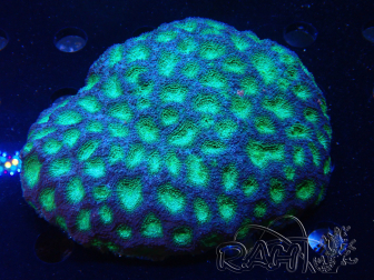 WYSIWYG - Acanthastrea echinata XXL (11 cm)