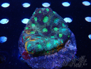 WYSIWYG - Acanthastrea echinata XL (6.5 cm)