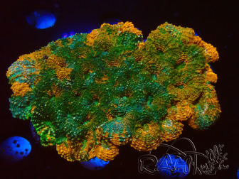 WYSIWYG - Acanthastrea echinata XL (8.5 cm)
