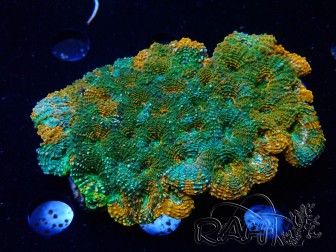 WYSIWYG - Acanthastrea echinata XL (8.5 cm)