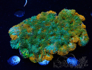 WYSIWYG - Acanthastrea echinata XL (8.5 cm)