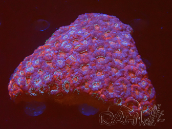 WYSIWYG Micromussa lordhowensis INDO (ex Acanthastrea) XL (8 cm)