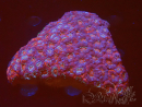 WYSIWYG Micromussa lordhowensis INDO (ex Acanthastrea) XL (8 cm)