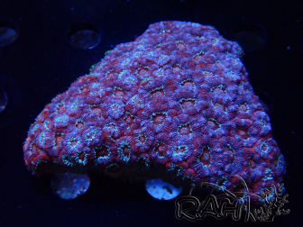 WYSIWYG Micromussa lordhowensis INDO (ex Acanthastrea) XL (8 cm)