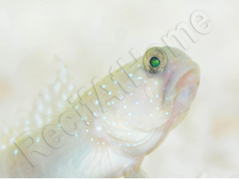 Cryptocentrus cinctus Aufzucht 3-5 cm RAH