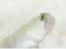 Cryptocentrus cinctus Kweek 3-5 cm RAH