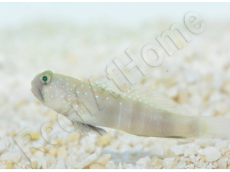 Cryptocentrus cinctus Breeding 3-5 cm RAH