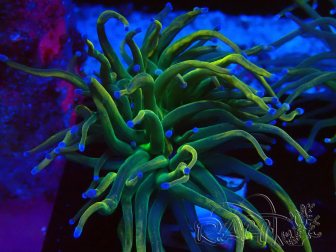WYSIWYG Euphyllia glabrescens (Maricultura aclimatada bajo LED) 8J1