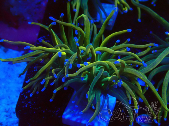 WYSIWYG Euphyllia glabrescens GLITTER GRAIL (Mariculture acclimaté sous LED) 8J2