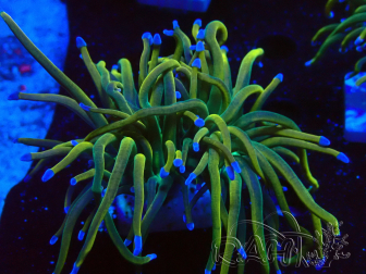 WYSIWYG Euphyllia glabrescens (Maricultura aclimatada bajo LED) 8J3
