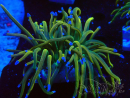 WYSIWYG Euphyllia glabrescens (Mariculture acclimaté sous LED) 8J3