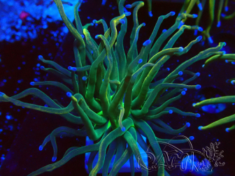 WYSIWYG Euphyllia glabrescens (Mariculture acclimaté sous LED) 8J4