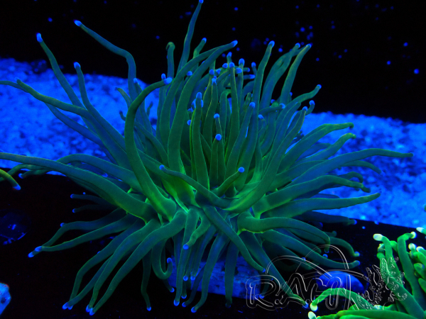 WYSIWYG Euphyllia glabrescens (Mariculture acclimaté sous LED) 8J5