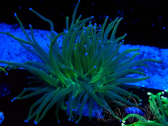 WYSIWYG Euphyllia glabrescens (Maricultura aclimatada bajo LED) 8J5