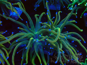 WYSIWYG Euphyllia glabrescens (Mariculture acclimaté sous LED) 8J6
