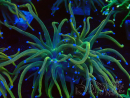 WYSIWYG Euphyllia glabrescens (Maricoltura acclimatata sotto LED) 8J6