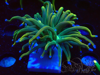 WYSIWYG Euphyllia glabrescens (Mariculture acclimaté sous LED) 8J7