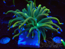 WYSIWYG Euphyllia glabrescens (Mariculture acclimaté sous LED) 8J7