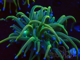 WYSIWYG Euphyllia glabrescens (Mariculture acclimaté sous LED) 8J8