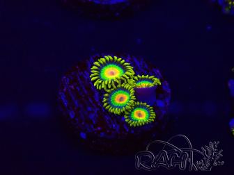 WYSIWYG - Zoanthus Rasta 30A9