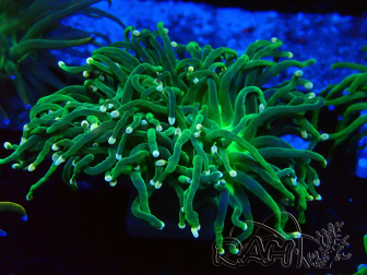 WYSIWYG Euphyllia glabrescens (Maricultura aclimatada bajo LED) 8K1
