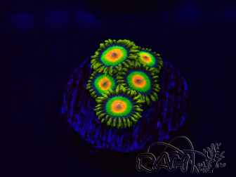 WYSIWYG - Zoanthus Rasta 30A10