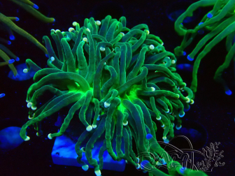 WYSIWYG Euphyllia glabrescens (Maricoltura acclimatata sotto LED) 8K2