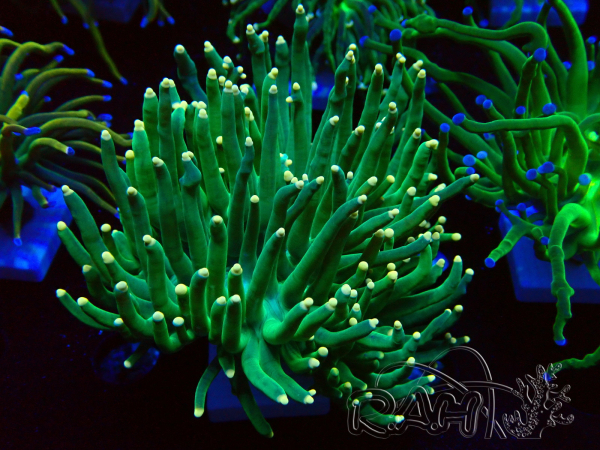 WYSIWYG Euphyllia glabrescens (Mariculture acclimated under LED) 8K3